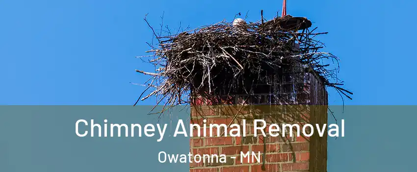 Chimney Animal Removal Owatonna - MN