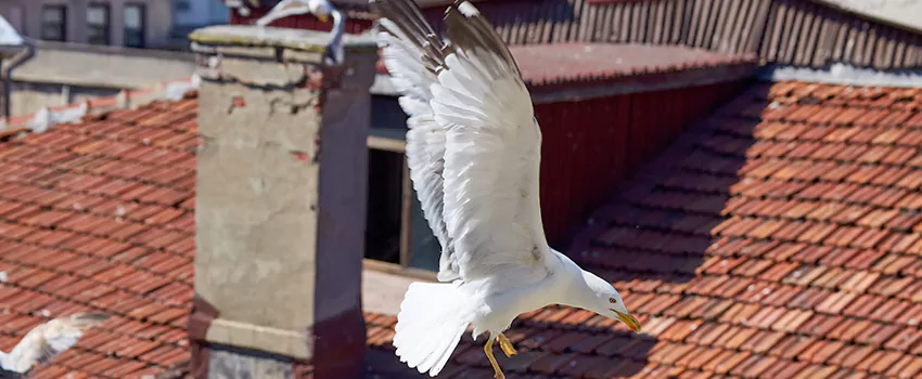 Residential Chimney Animal Removal Solution in Owatonna, MN