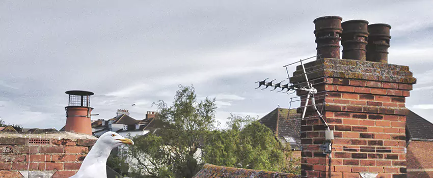Chimney Cleaning And Restoration in Owatonna, Minnesota